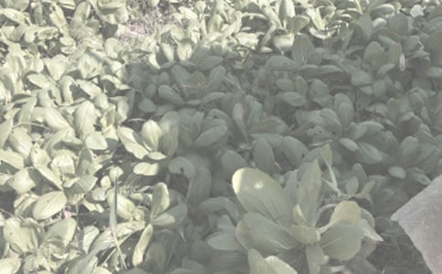 農作物病蟲害發(fā)生情況總結(通用5篇)