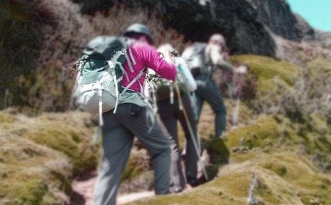 爬山虎作文匯編15篇