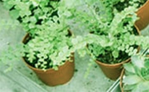 �����J�C��Ǥ�己ֳ�c�B(y��ng)�o����