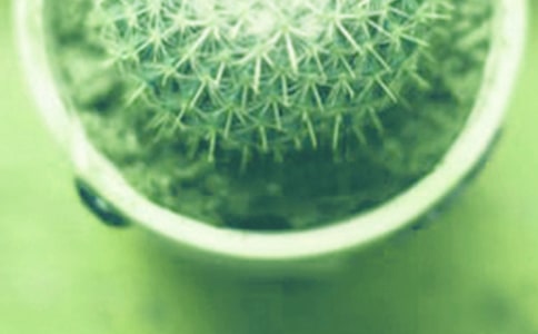 小班美術(shù)活動(dòng)《美麗的小盆栽》教案