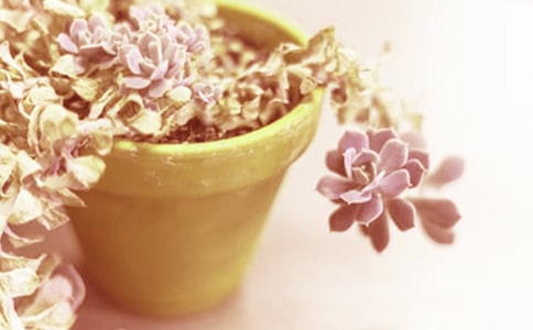 小班美術活動美麗的小盆栽教案