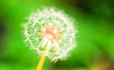 大班語言優(yōu)秀教案及教學(xué)反思《蒲公英》(精選5篇)