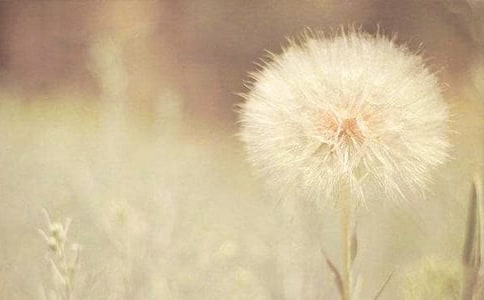 蒲公英的種子小學(xué)生作文