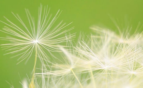 蒲公英的教案設(shè)計(jì)