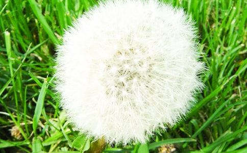 蒲公英旅程之人生隨行優(yōu)秀散文