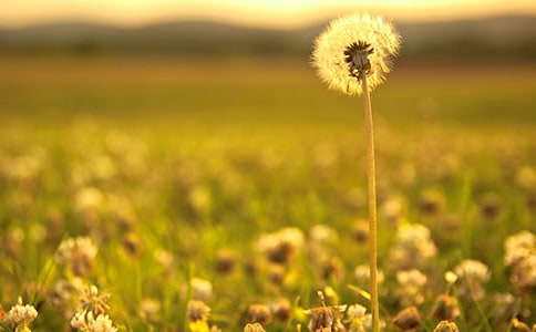 中班《蒲公英》音樂教案