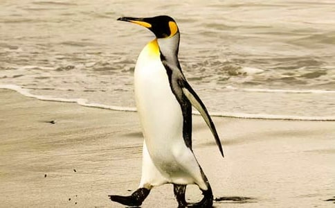 波普先生的企鵝讀后感(通用36篇)