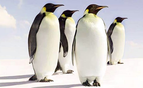 關(guān)于想去非洲的企鵝的作文1000字以上