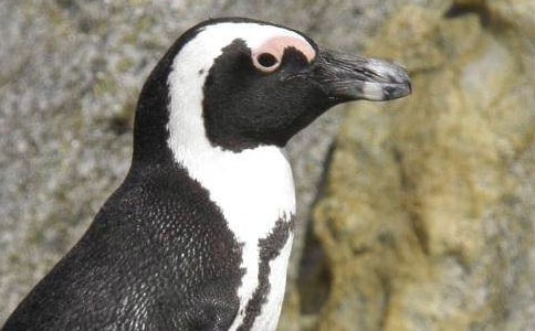 �����Z��ӛ�^���(�R��15ƪ)