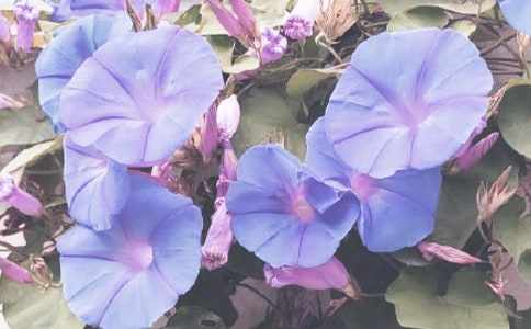 �а����g�������̰�