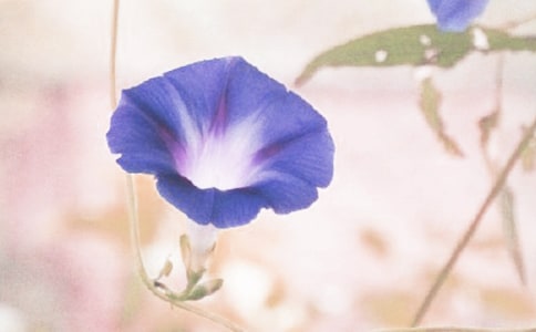 【精品】牽牛花的作文三篇