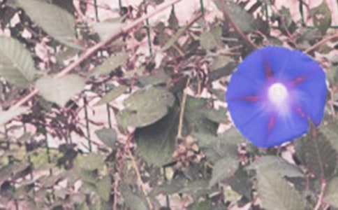 ��ţ�����ĺϼ���ƪ