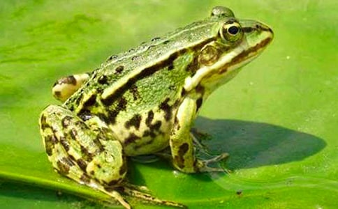 �а�С���ܵĽ̰�