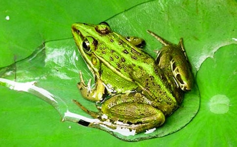 小青蛙們的演唱會(huì)作文