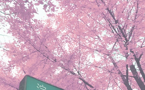 大班秋季教學(xué)計劃范文