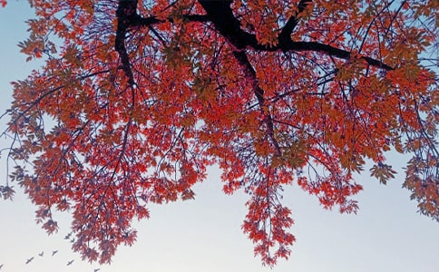 秋日戀歌抒情散文