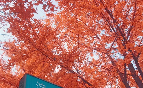 關(guān)于秋日午后的作文