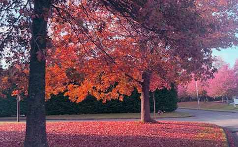 ����˼�w�ڽ��S�ı����������ɢ��