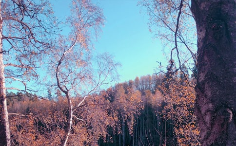 秋日一游日記范文(通用34篇)