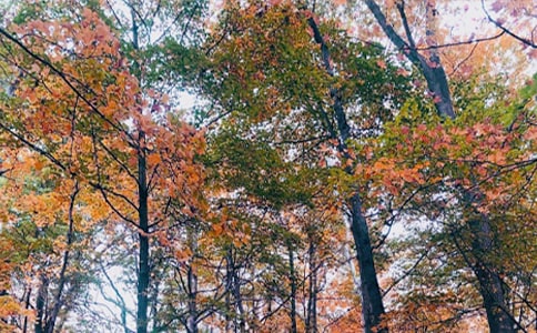 關(guān)于秋日的隨筆散文