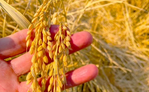 幫助貧困戶(hù)秋收簡(jiǎn)報(bào)