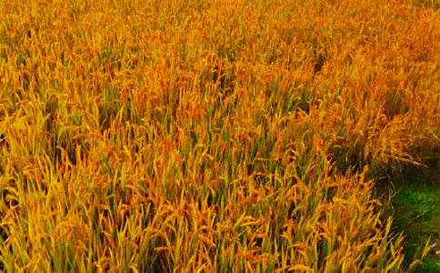 �����ĵ��w��(hu��)