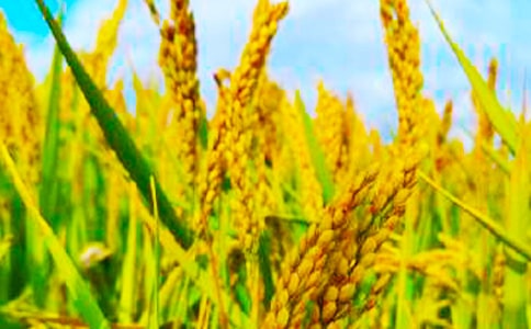 關(guān)于秋收作文(集合13篇)