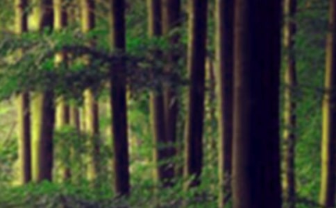 ɭ�ַ������Lһ���ţ����x13ƪ��