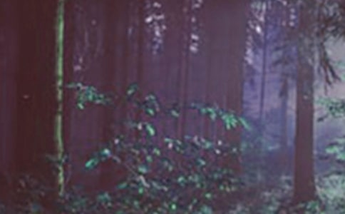 縣森林公安分局工作總結(jié) -總結(jié)