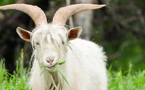 �x��ɽ�򲻳����òݡ��и�