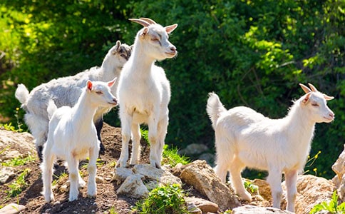 ���Ǻ�Сɽ���x��У�ͨ��14ƪ��