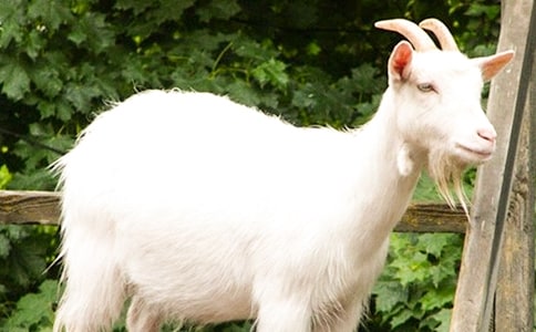 海門山羊肉作文