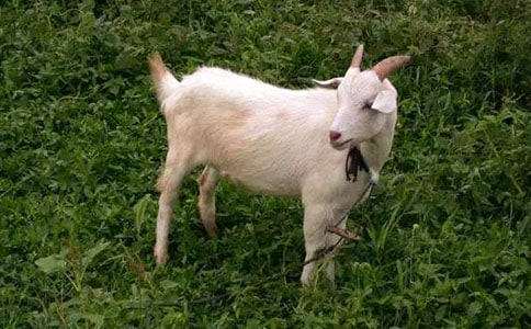 ɽ���������