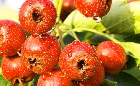 ɽ髸������-ɽ髸�ĠI�B(y��ng)�rֵ