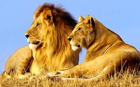 《獅子王》的觀后感15篇