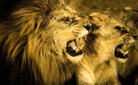 ���{�ӡ�������g(sh��)�̰�