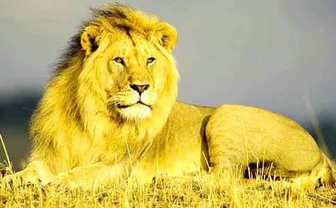 ֪�e(cu��)�͸ĵ�С�{������