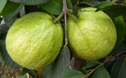 關(guān)于石榴花的作文(精選5篇)