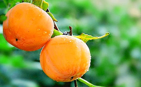 ���l(xi��ng)������ɢ���S�P