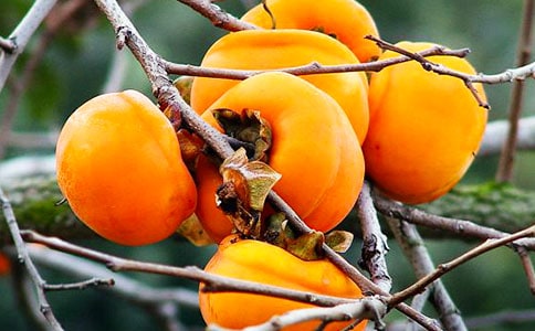 柿子的作文300字優(yōu)選(8篇)