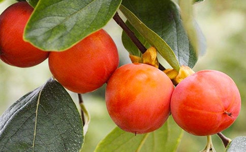 我們摘柿子散文