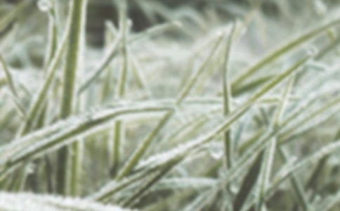 ������˪����Σ��������