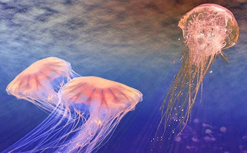 父愛如水母愛如山六年級(jí)作文