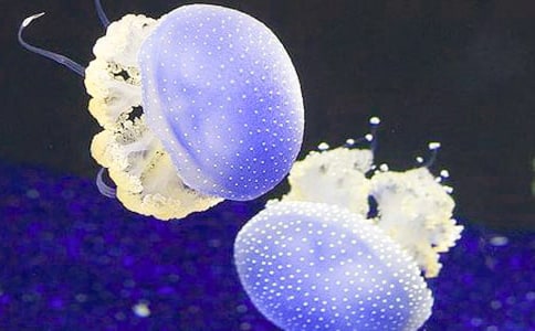 С����(y��u)�����g(sh��)�̰���ˮĸ����ͨ��5ƪ��