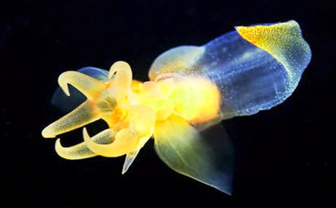 ������Ĝ��ᚢ��ˮĸ