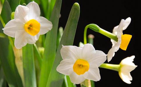 一棵不開花的水仙作文