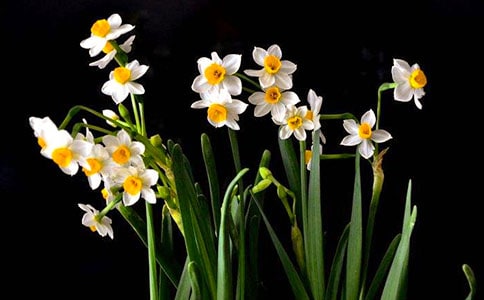 素雅的水仙作文