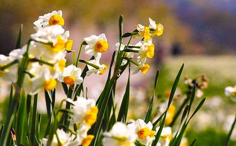 我喜歡水仙花作文