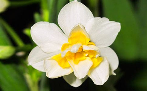 (精品)關(guān)于水仙花作文