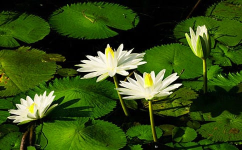 ˯ɏ�W(xu��)������(6ƪ)